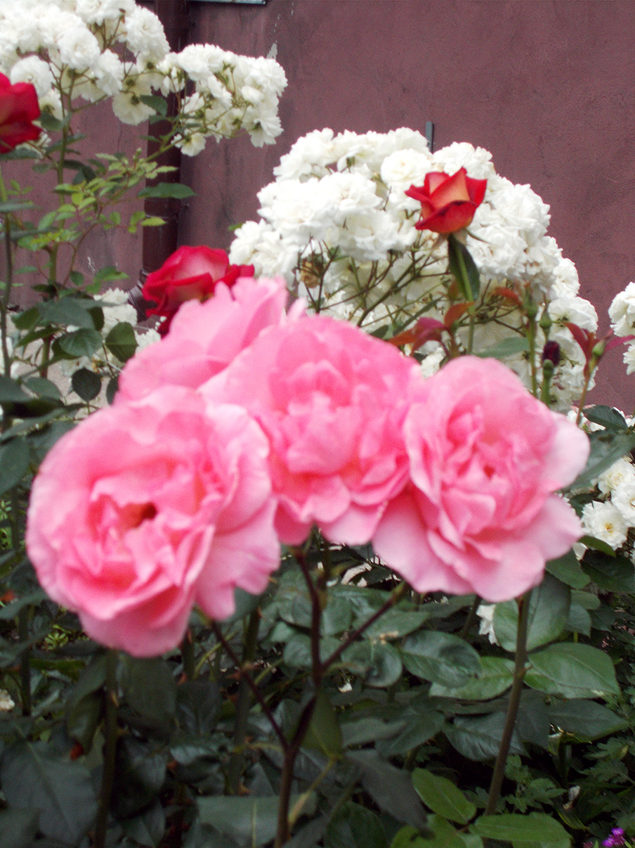 Сат Гуру джэй наш Апостол Павло!