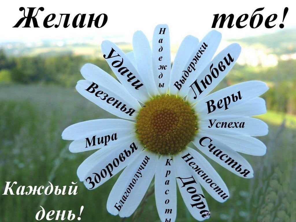 Ромашки Веселые ребята купить