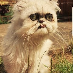 Основной инстинкт