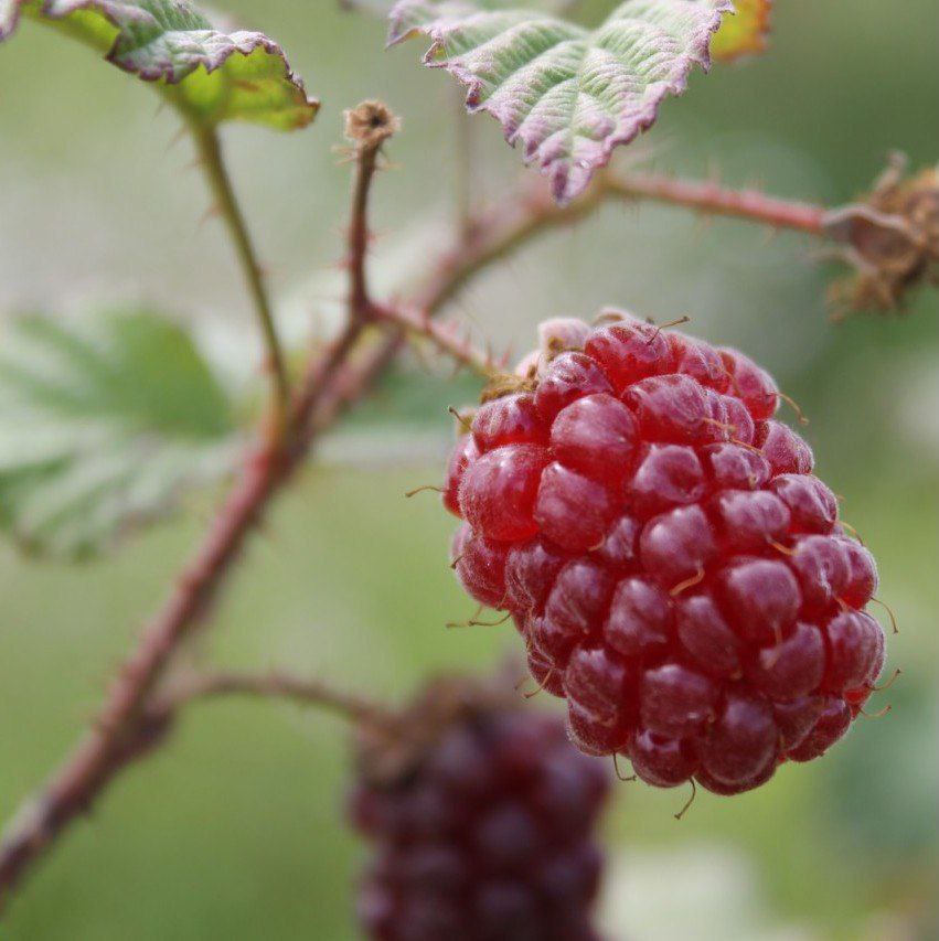 Всем волшебного лета!!!