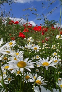 Детство. Лето. Дача
