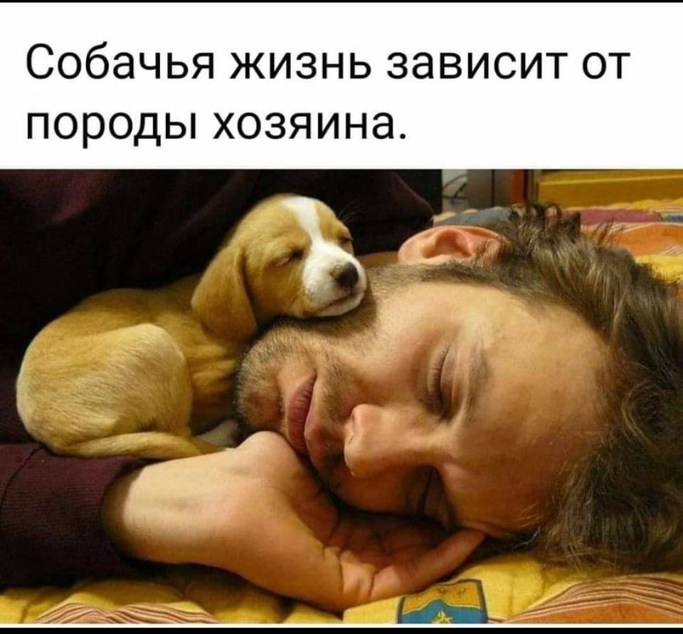 Собаке - собачью жизнь. Человеку - человеческую. Только бы не перепутать... " Де