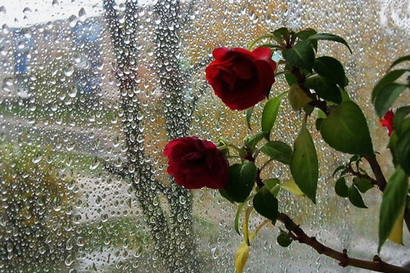 Немножко дождик. Цветы на окне и дождь. Цветы на дождливом окне.