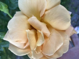 Выхожу из плена