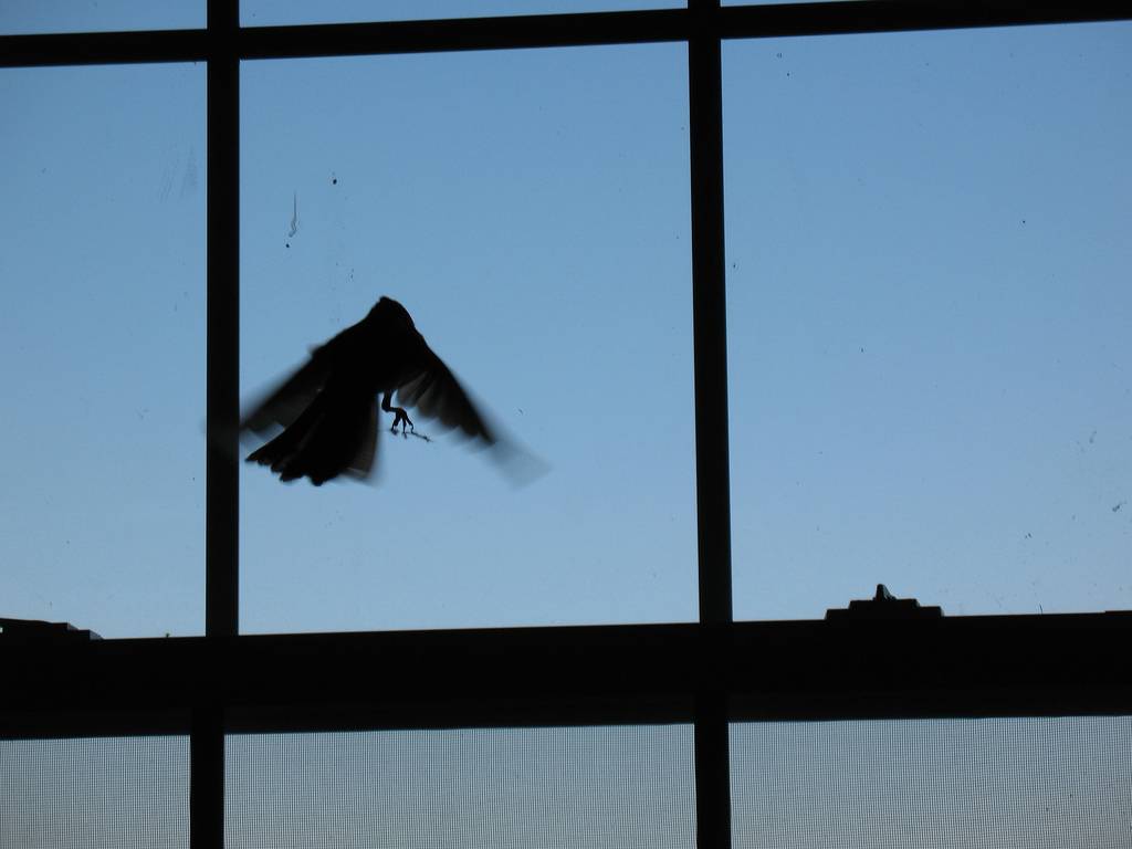 Залететь в окно сонник. Птицы на окна. Птица бьется в окно. Птица влетела в окно. Птицы за окном.