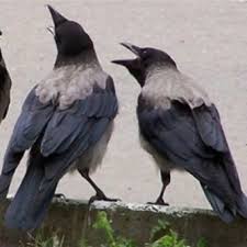 Вороны поют