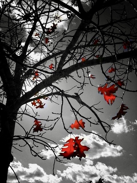 Ритм сердца