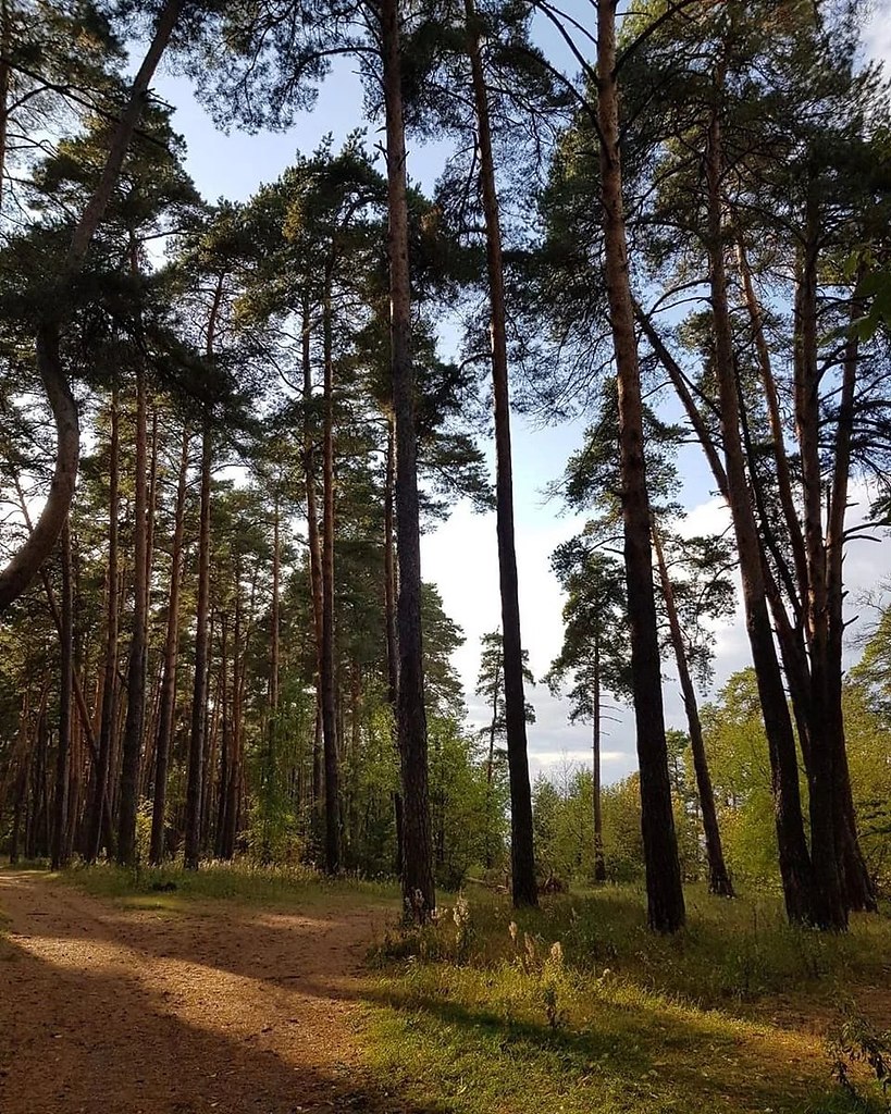 Г солотча. Рязань поселок Солотча. Солотча Рязань лес. Курортный поселок Солотча. Монастырский лес в Солотче.