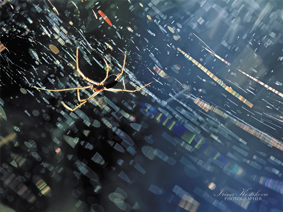 Притча о девичьей красе