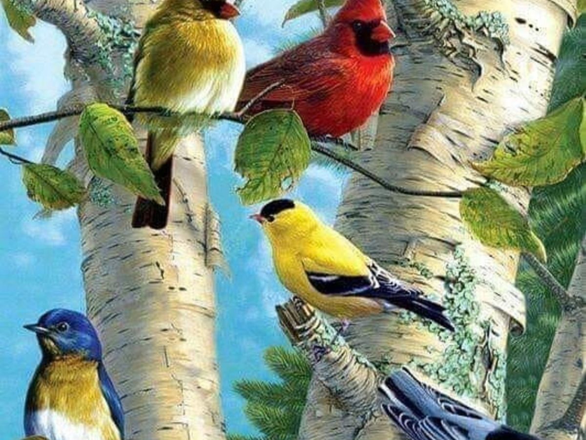 Певчие птицы наши верные друзья нужно тире