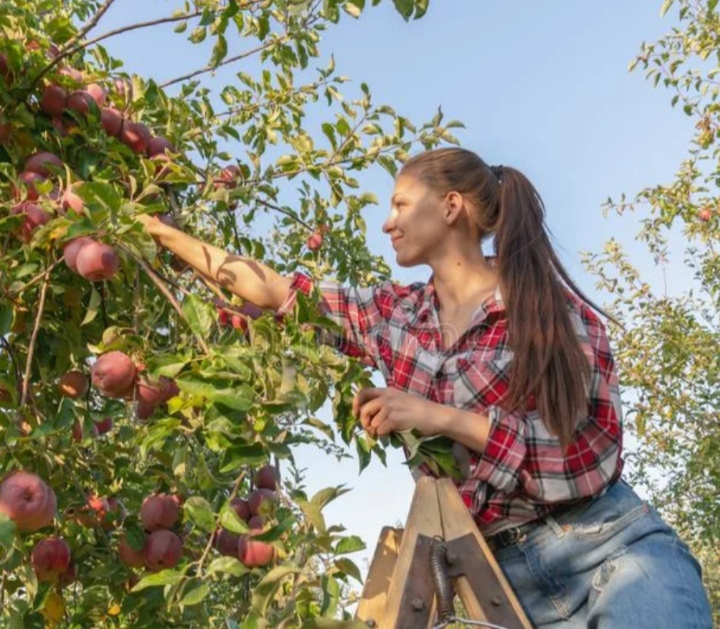 Женщина собирает яблоки на даче. Женщина собирает яблоки в саду. Как раньше собирали яблоки в футболку. Девушка с урожаем. Женщина на яблоне.