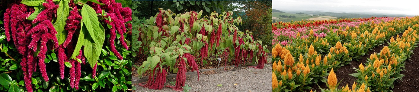 В 17 - витамин, поссоривший учёный мир