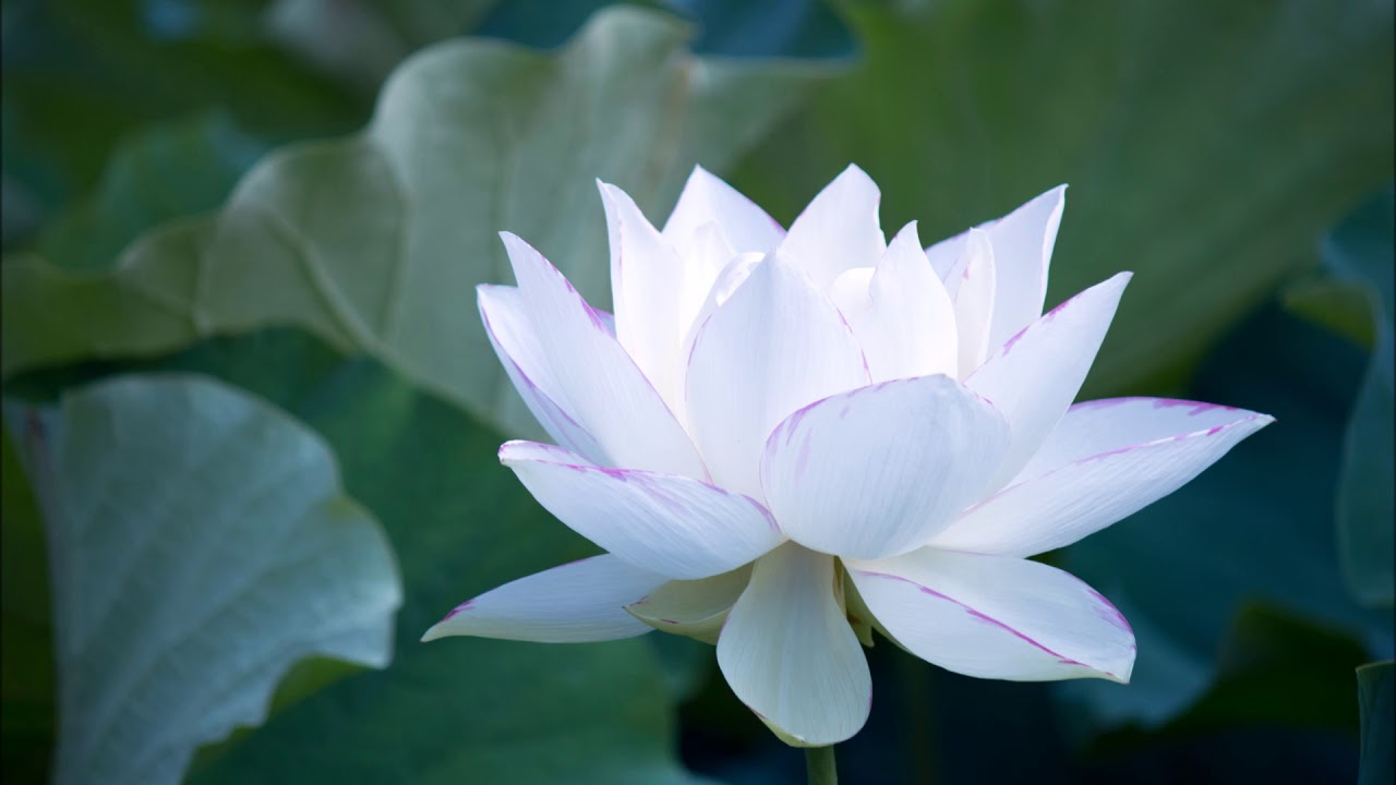 The Mother Chapter III Sri Aurobindo - YouTube