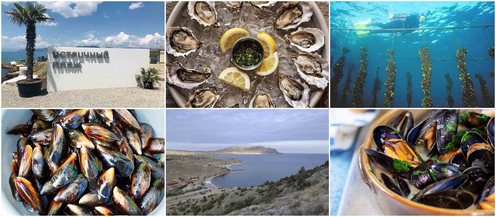 Биссус. Мидийная ферма