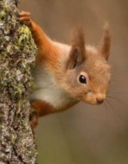 Чудо в городе