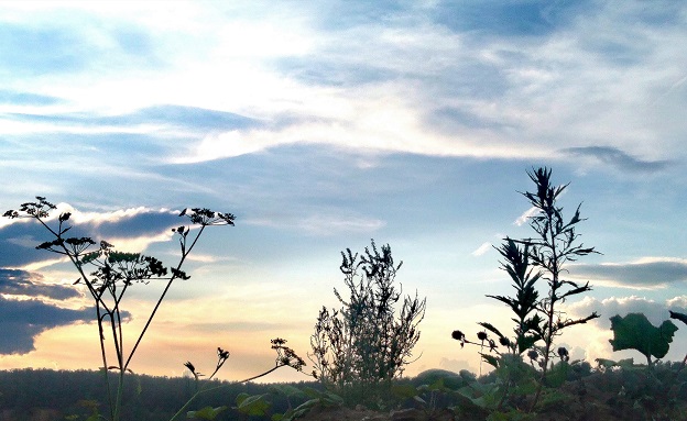 zoo Крокодил