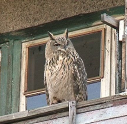 Крылатый сторож