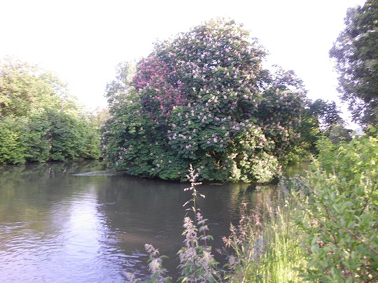 Мечта приходит...