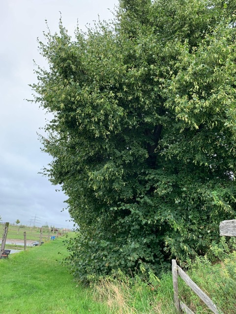 Отцвела липа