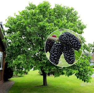 Шелковица. Тутовое дерево