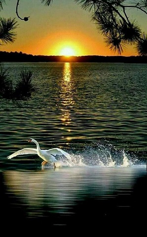 Лебединая ты песня моя