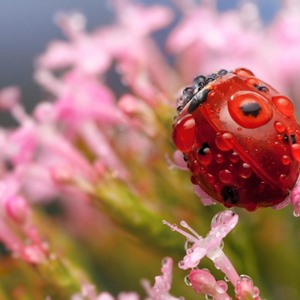 И лик коровки божьей... - подборка