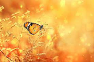 Жаль мне лето