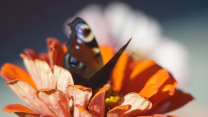 Бабочка любви