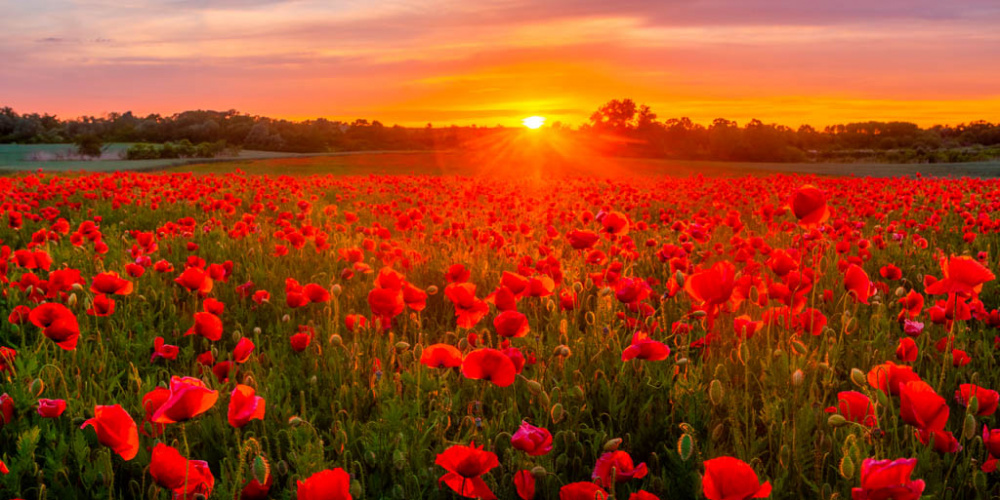 Красные маки