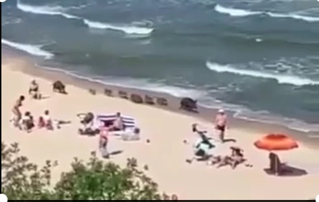 Море и кабаны