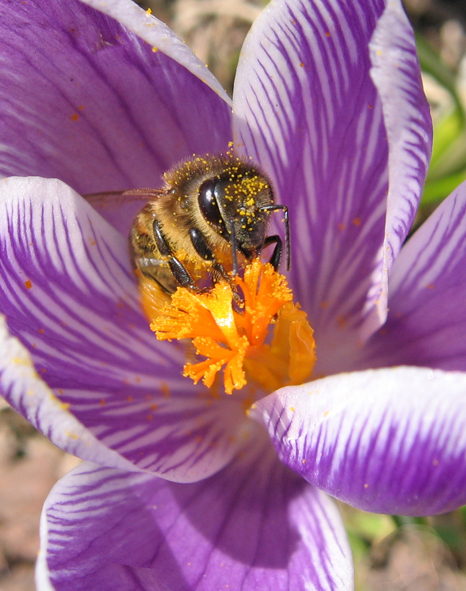 Успенский пост, медовый Спас