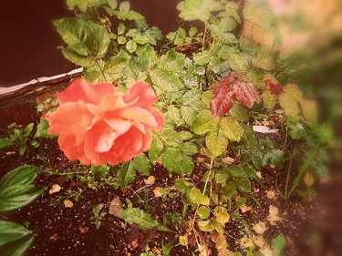 Вот человек свой покидает улей