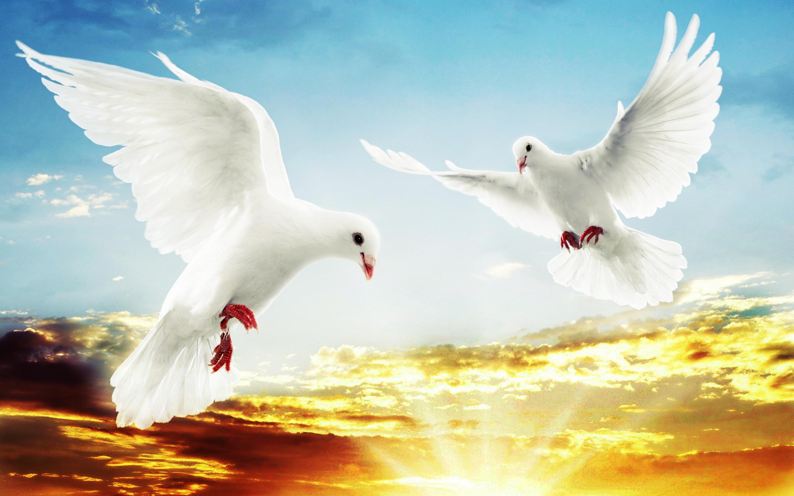 Белая птица новое чудо сюжет. Голуби в небе. Белый голубь. Красивый белый голубь. Два голубя в небе.