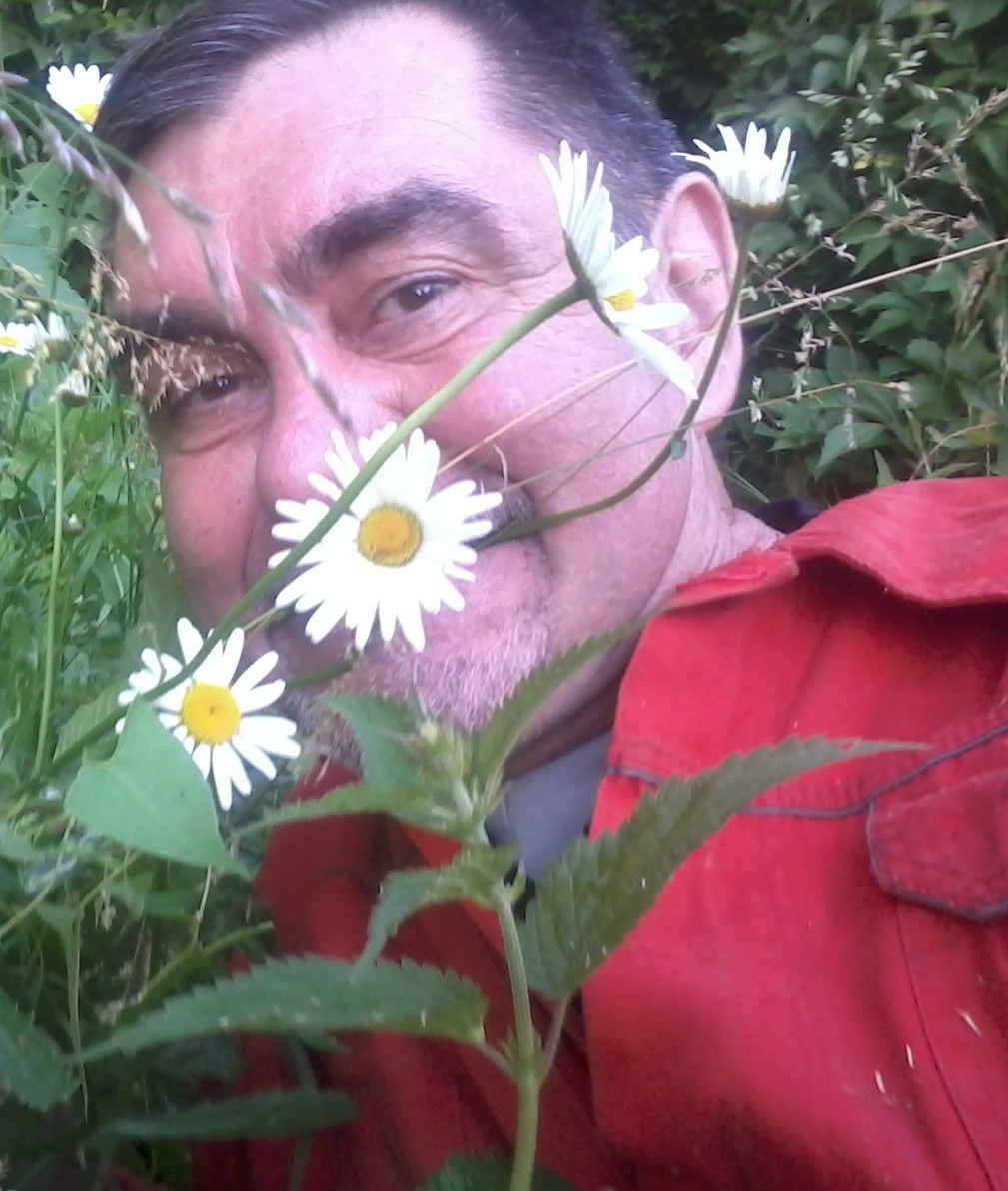 Ромашки для тебя