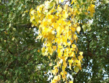 Осень не далеко