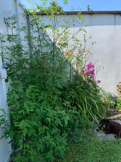 Зацвела череда