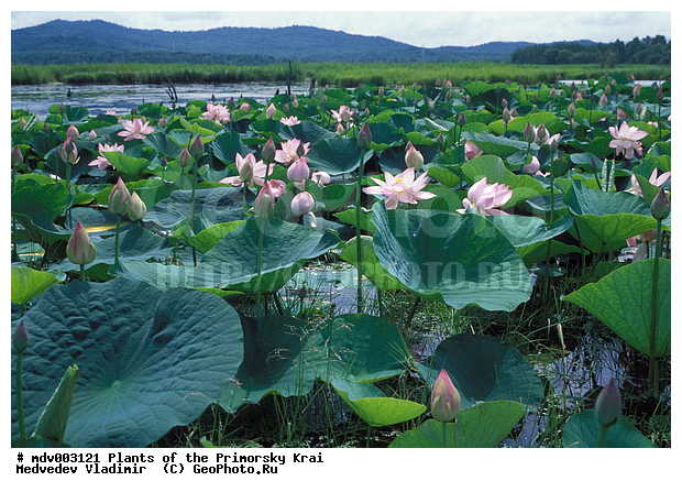Ханка озеро на контурной. Лотос Комарова на озере ханка. Озеро ханка животные и растения.