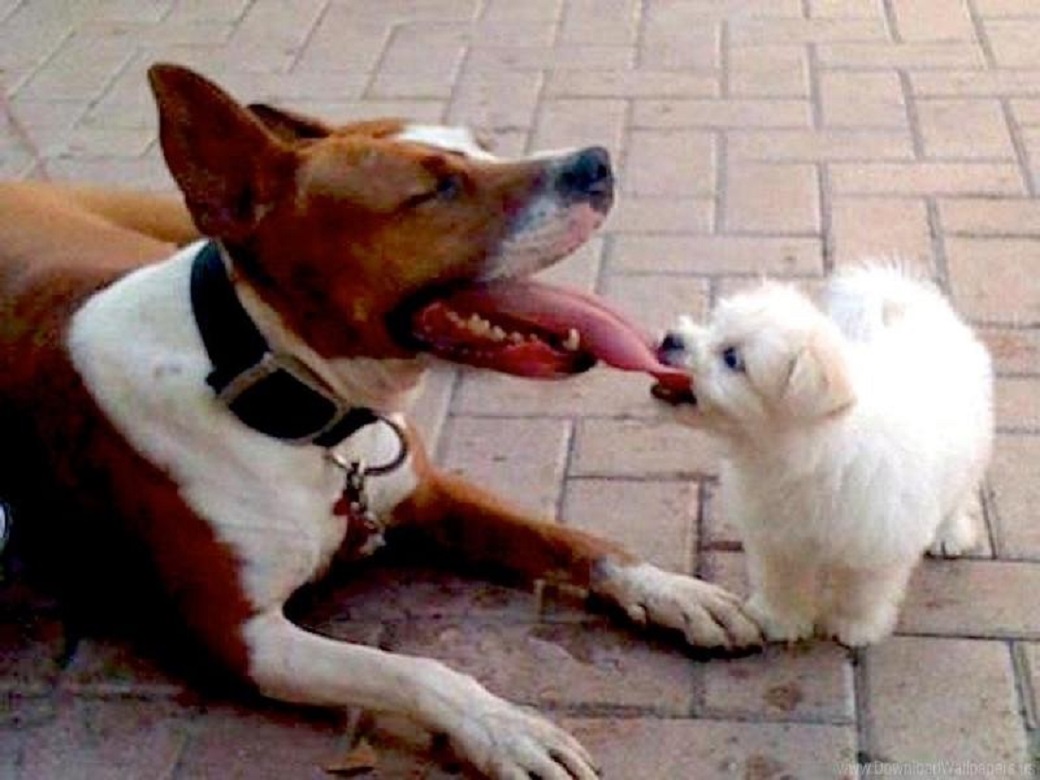 Покажи другую собаку. Укус за язык. Укушу тебя за язык.