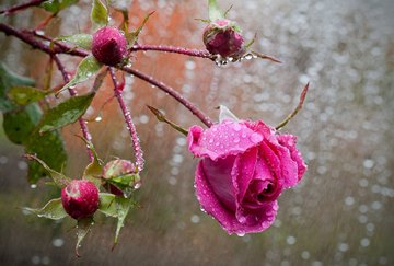 Дождь баюкает цветы... - триолет