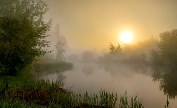 Из тумана молочного...