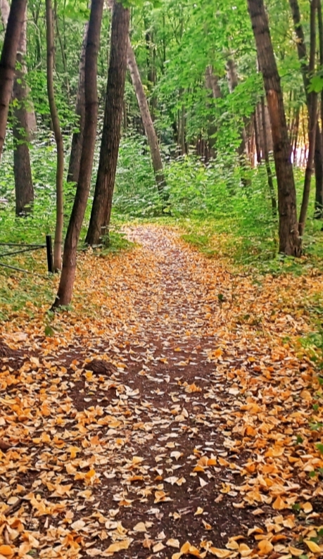 Осенний лес, прохладой утра