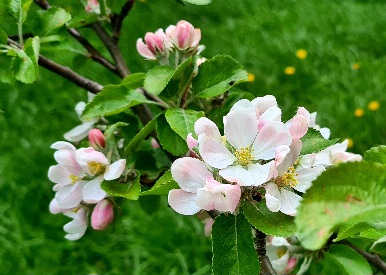 Ветер весны за окном