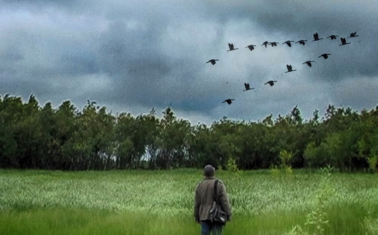 Первый клин журавлей