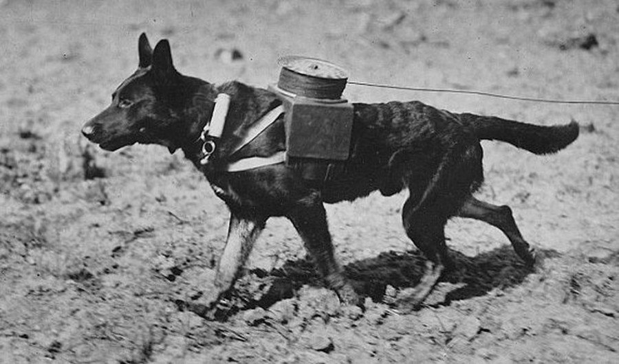 Коротенькая... О милой собачке