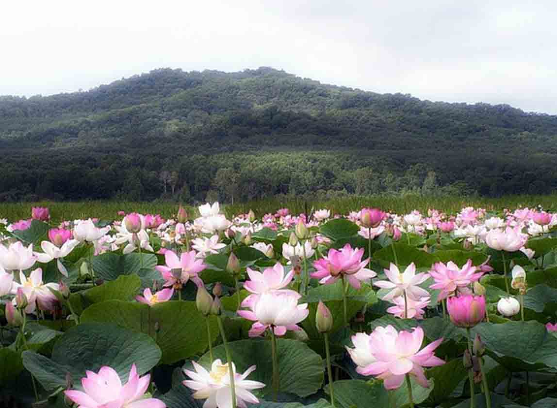 Долина Лотосов