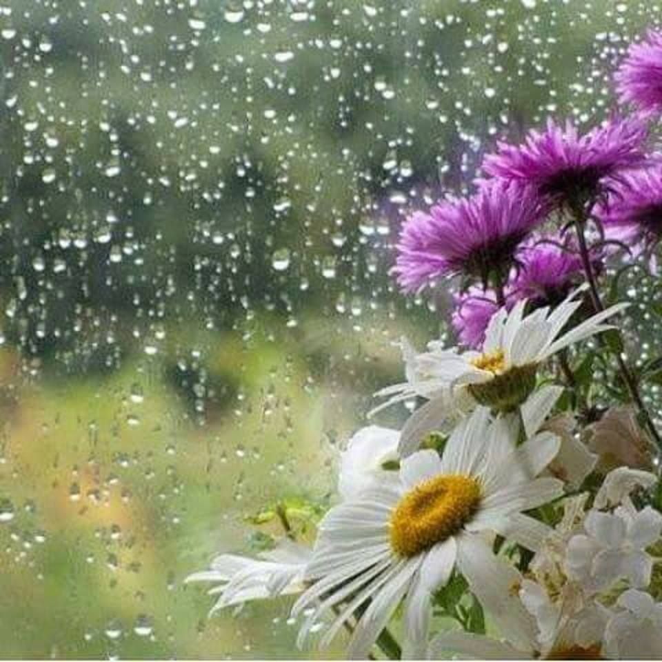 Летний дождь