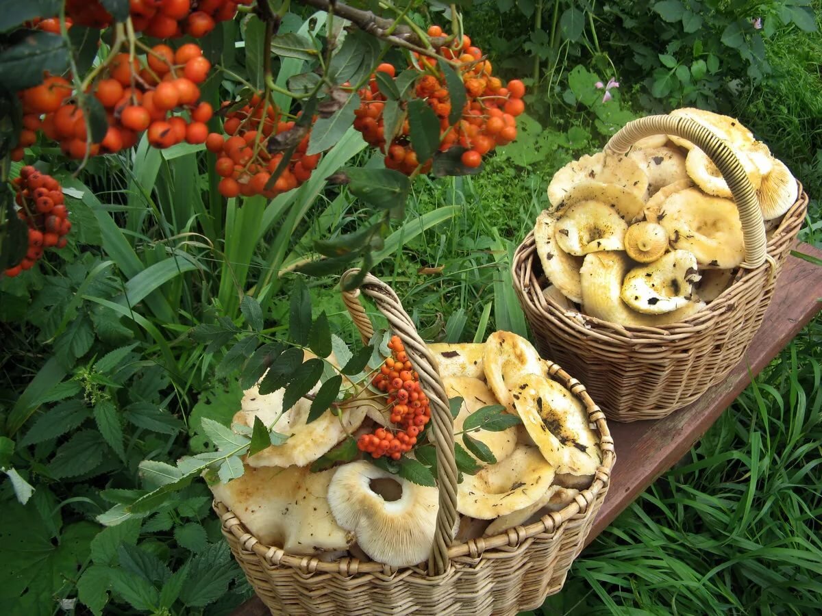 Свежие грибы и ягоды. Корзинка с грибами и ягодами. Осенняя корзинка с грибами. Корзина дары осени. Грибы в корзинке фото.