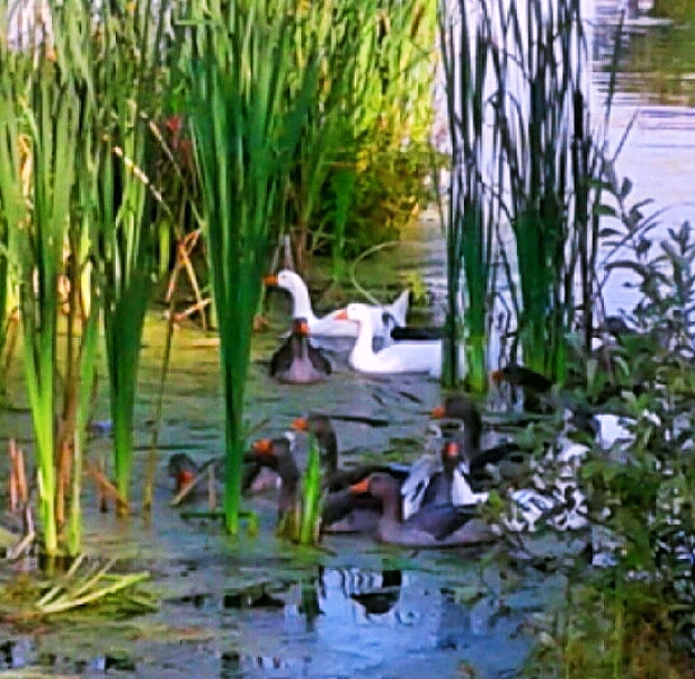 Сегодня Осень подступила