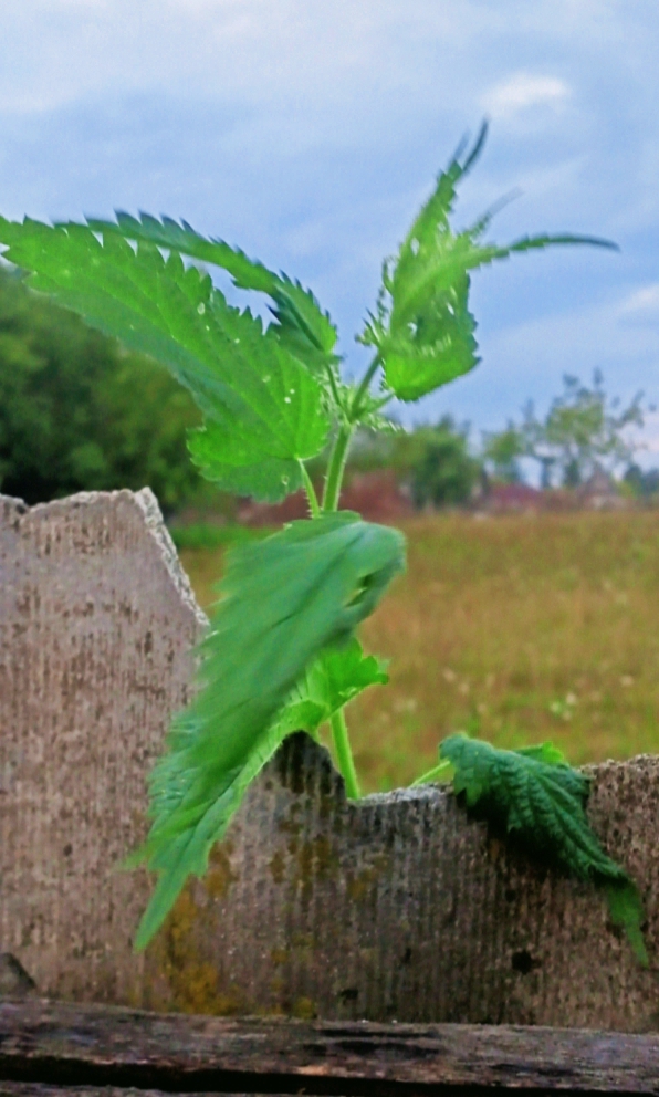 Сегодня крапива