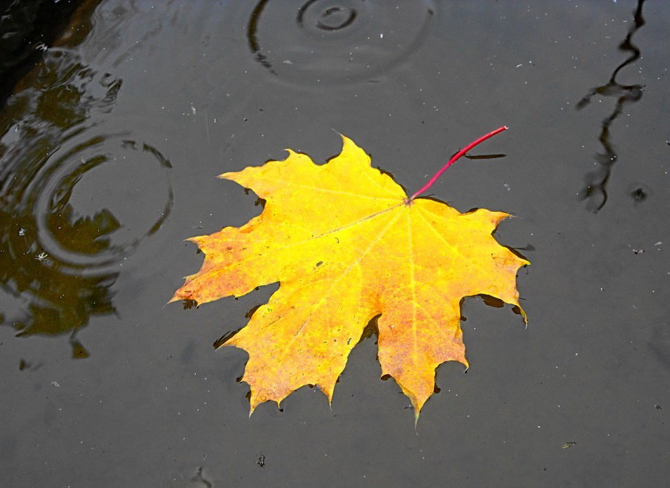 Поток и лист